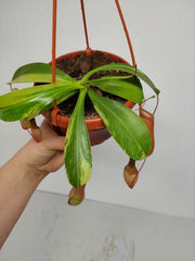 Nepenthes Alata Variegata