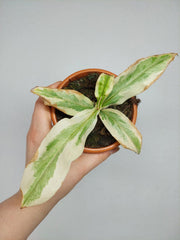 Nepenthes Viking x Ampullaria Variegata