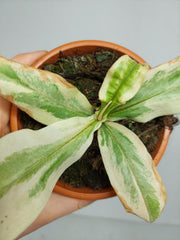 Nepenthes Viking x Ampullaria Variegata