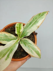 Nepenthes Viking x Ampullaria Variegata