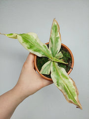 Nepenthes Viking x Ampullaria Variegata
