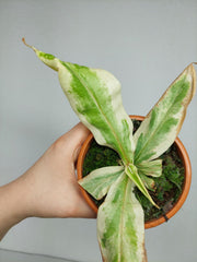 Nepenthes Viking x Ampullaria Variegata