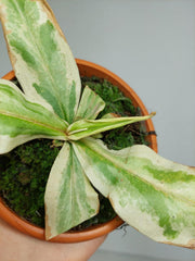 Nepenthes Viking x Ampullaria Variegata