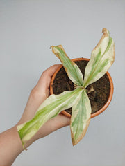 Nepenthes Viking x Ampullaria Variegata