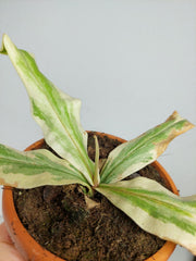 Nepenthes Viking x Ampullaria Variegata