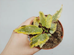 Begonia Dainty Spray Sport Variegata