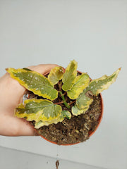 Begonia Dainty Spray Sport Variegata