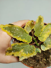 Begonia Dainty Spray Sport Variegata
