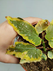 Begonia Dainty Spray Sport Variegata