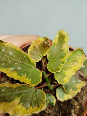 Begonia Dainty Spray Sport Variegata