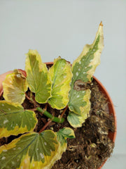 Begonia Dainty Spray Sport Variegata