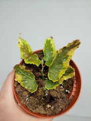 Begonia Dainty Spray Sport Variegata