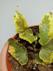 Begonia Dainty Spray Sport Variegata