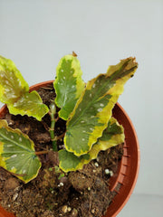 Begonia Dainty Spray Sport Variegata