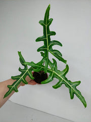 Alocasia Portei Green on Green Variegata