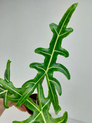 Alocasia Portei Green on Green Variegata