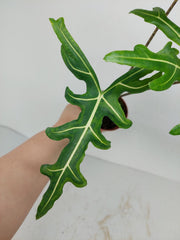 Alocasia Portei Green on Green Variegata