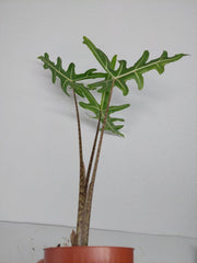 Alocasia Portei Green on Green Variegata