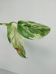 Scindapsus Blue Albo Salaka Variegata