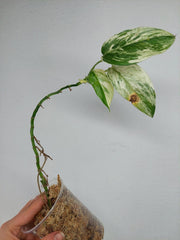Scindapsus Blue Albo Salaka Variegata