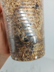 Scindapsus Blue Albo Salaka Variegata