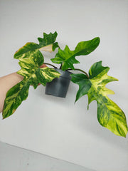 Philodendron Florida Beauty x Mayoi Variegata