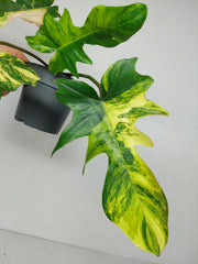 Philodendron Florida Beauty x Mayoi Variegata