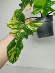 Philodendron Florida Beauty x Mayoi Variegata