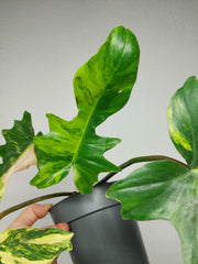 Philodendron Florida Beauty x Mayoi Variegata