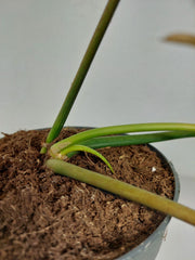 Philodendron Florida Beauty x Mayoi Variegata