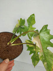 Philodendron Florida Beauty x Mayoi Variegata