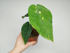 Anthurium Papillilaminum x Dressleri
