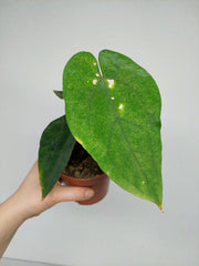 Anthurium Papillilaminum x Dressleri