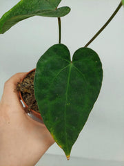Anthurium Papillilaminum x Dressleri