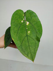Anthurium Papillilaminum x Dressleri
