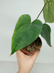 Anthurium Papillilaminum x Dressleri