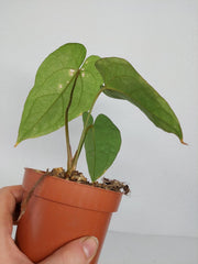 Anthurium Papillilaminum x Dressleri