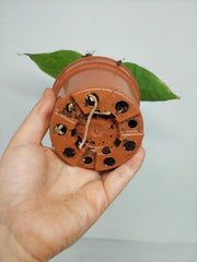 Anthurium Papillilaminum x Dressleri