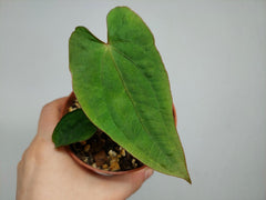 Anthurium Papillilaminum x Dressleri