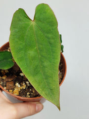 Anthurium Papillilaminum x Dressleri