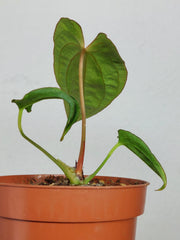 Anthurium Papillilaminum x Dressleri