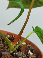 Anthurium Papillilaminum x Dressleri