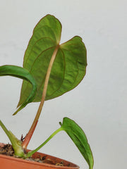 Anthurium Papillilaminum x Dressleri