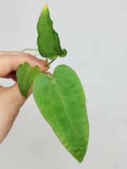 Anthurium Papillilaminum x Dressleri