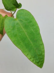 Anthurium Papillilaminum x Dressleri
