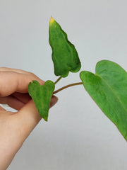 Anthurium Papillilaminum x Dressleri