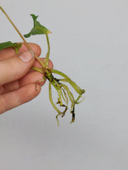 Anthurium Papillilaminum x Dressleri