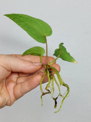 Anthurium Papillilaminum x Dressleri
