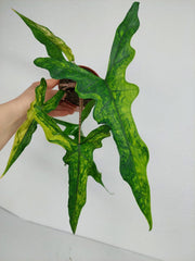 Alocasia Sabrina Aurea Variegata