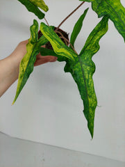 Alocasia Sabrina Aurea Variegata